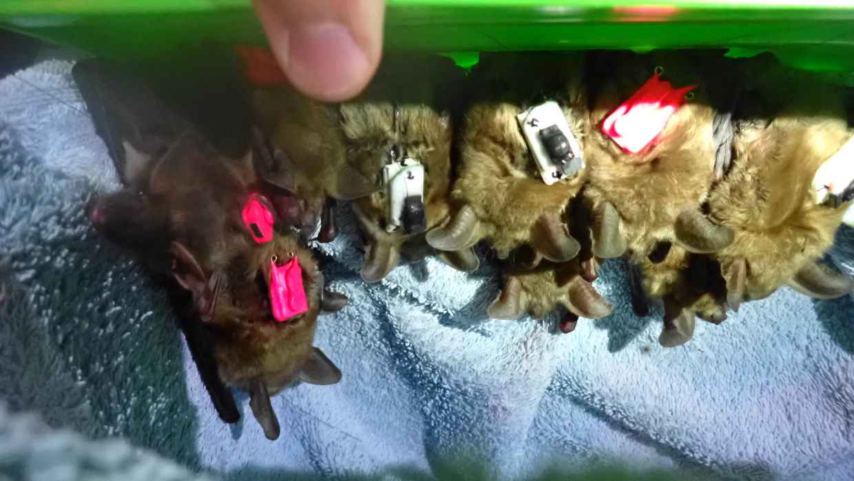 Photo Chiros Eolien Forest P7010904