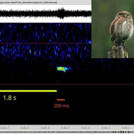 Bioacoustique PNBV Extrait Chevêchette