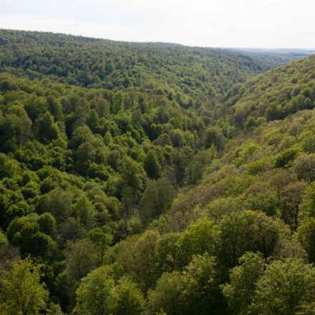 Foret Résiliente DJI 0296 GJ drône 05