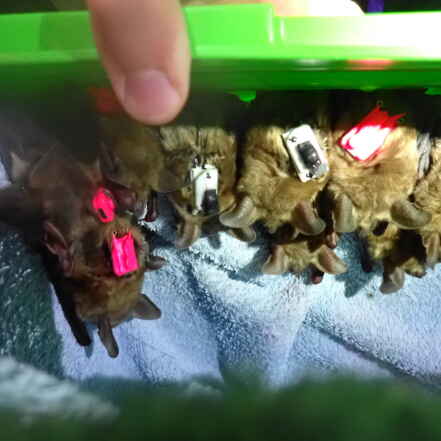 Photo Chiros Eolien Forest P7010904